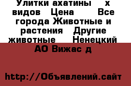 Улитки ахатины  2-х видов › Цена ­ 0 - Все города Животные и растения » Другие животные   . Ненецкий АО,Вижас д.